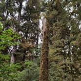 Review photo of Hoh Rain Forest - Olympic National Park by Kasumi , July 19, 2021