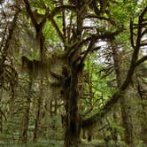 Review photo of Hoh Rain Forest - Olympic National Park by Kasumi , July 19, 2021
