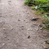 Review photo of Hoh Rain Forest - Olympic National Park by Kasumi , July 19, 2021