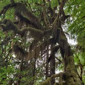Review photo of Hoh Rain Forest - Olympic National Park by Kasumi , July 19, 2021