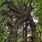 Review photo of Hoh Rain Forest - Olympic National Park by Kasumi , July 19, 2021