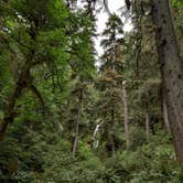 Review photo of Hoh Rain Forest - Olympic National Park by Kasumi , July 19, 2021
