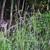 Review photo of Fontainebleau State Park Campground by Connie M., June 14, 2018