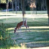 Review photo of Fontainebleau State Park Campground by Connie M., June 14, 2018