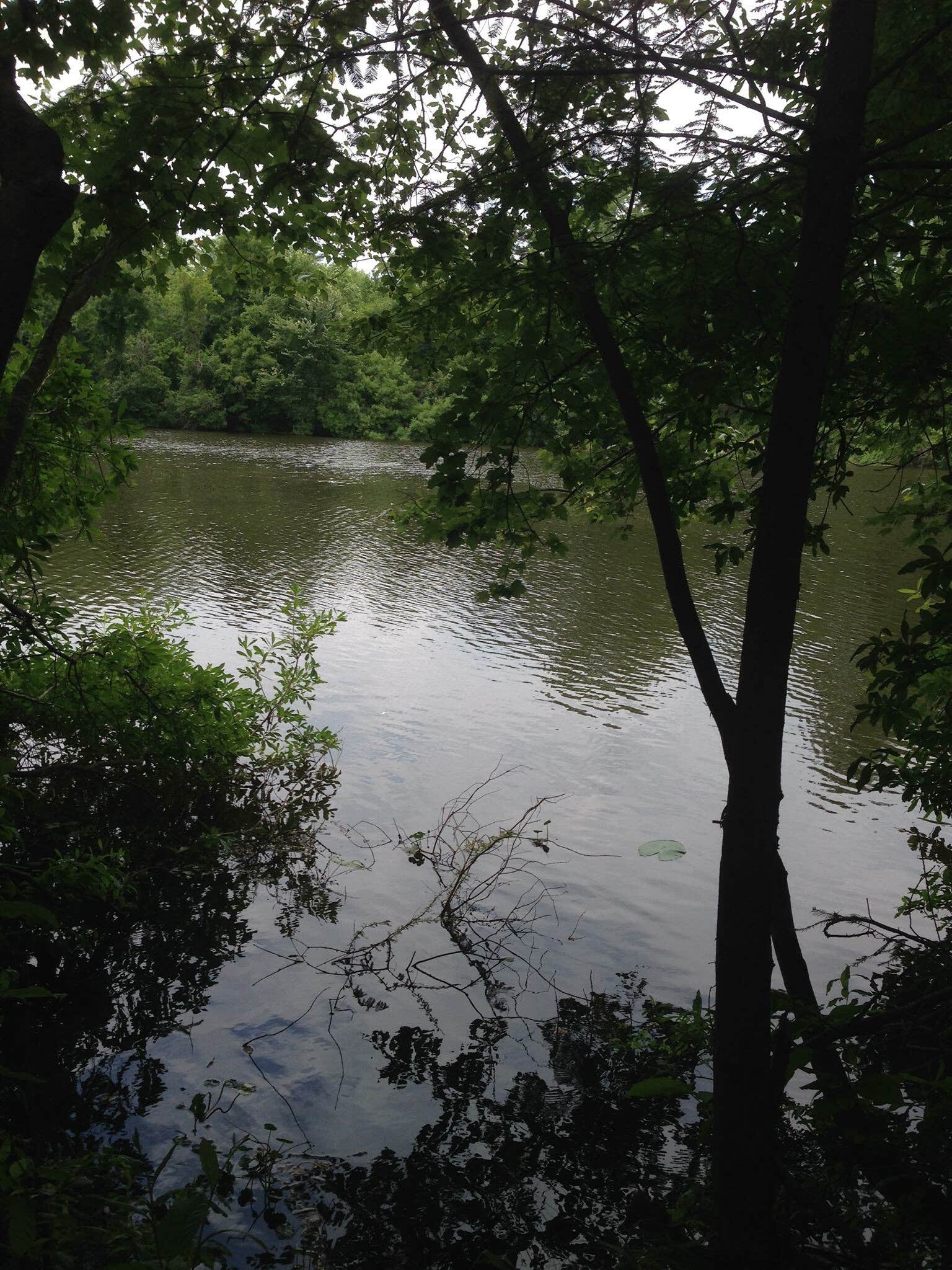 Camper-submitted photo at Bogue Chitto State Park Campground in Louisiana