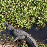 Review photo of Paynes Prairie Preserve State Park Campground by Jenn B., July 19, 2021