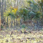 Review photo of Paynes Prairie Preserve State Park Campground by Jenn B., July 19, 2021