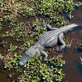 Review photo of Paynes Prairie Preserve State Park Campground by Jenn B., July 19, 2021