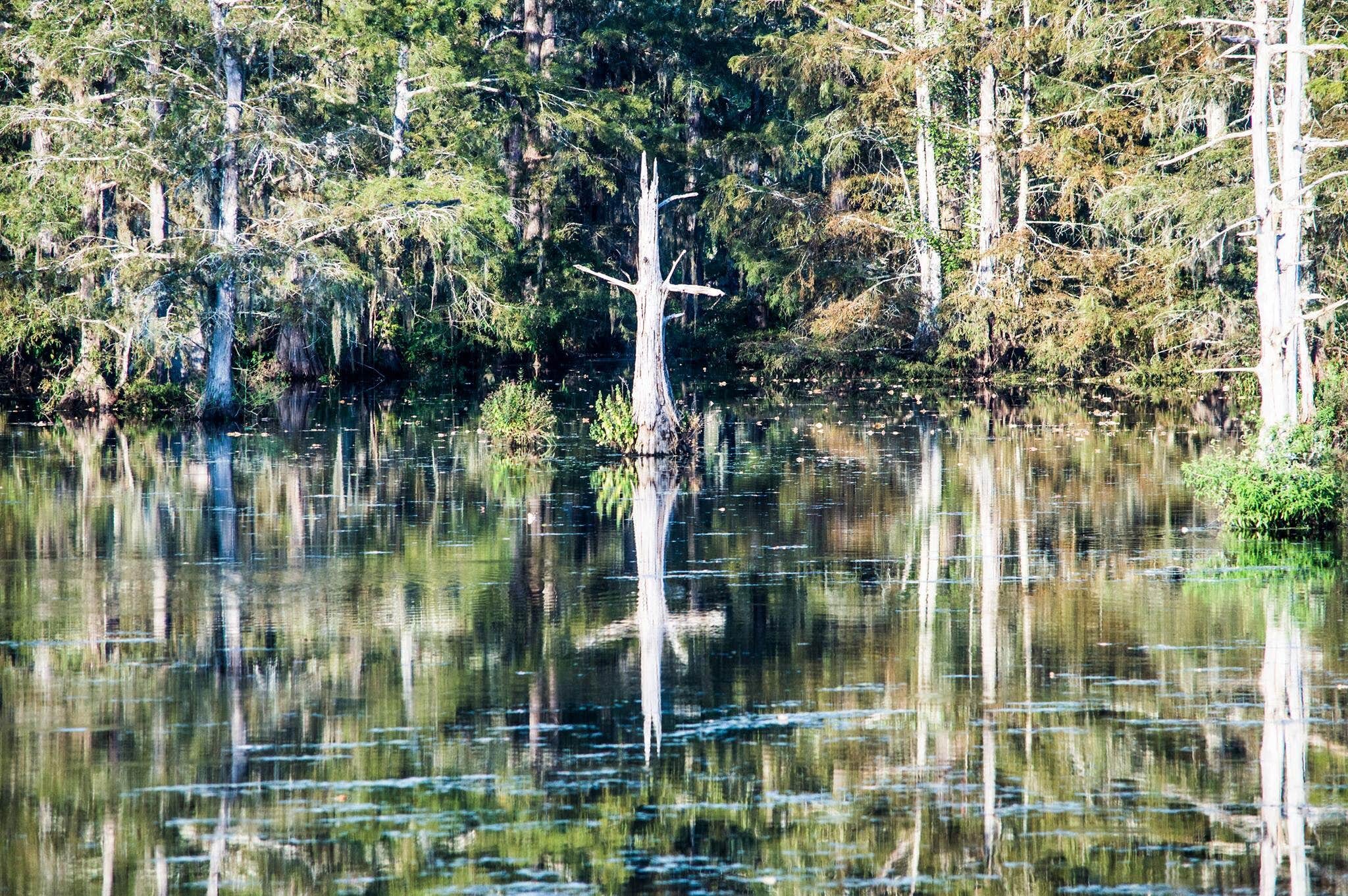 Camper submitted image from North Campground — Chicot State Park - 3