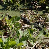 Review photo of Paynes Prairie Preserve State Park Campground by Jenn B., July 19, 2021