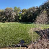 Review photo of Paynes Prairie Preserve State Park Campground by Jenn B., July 19, 2021