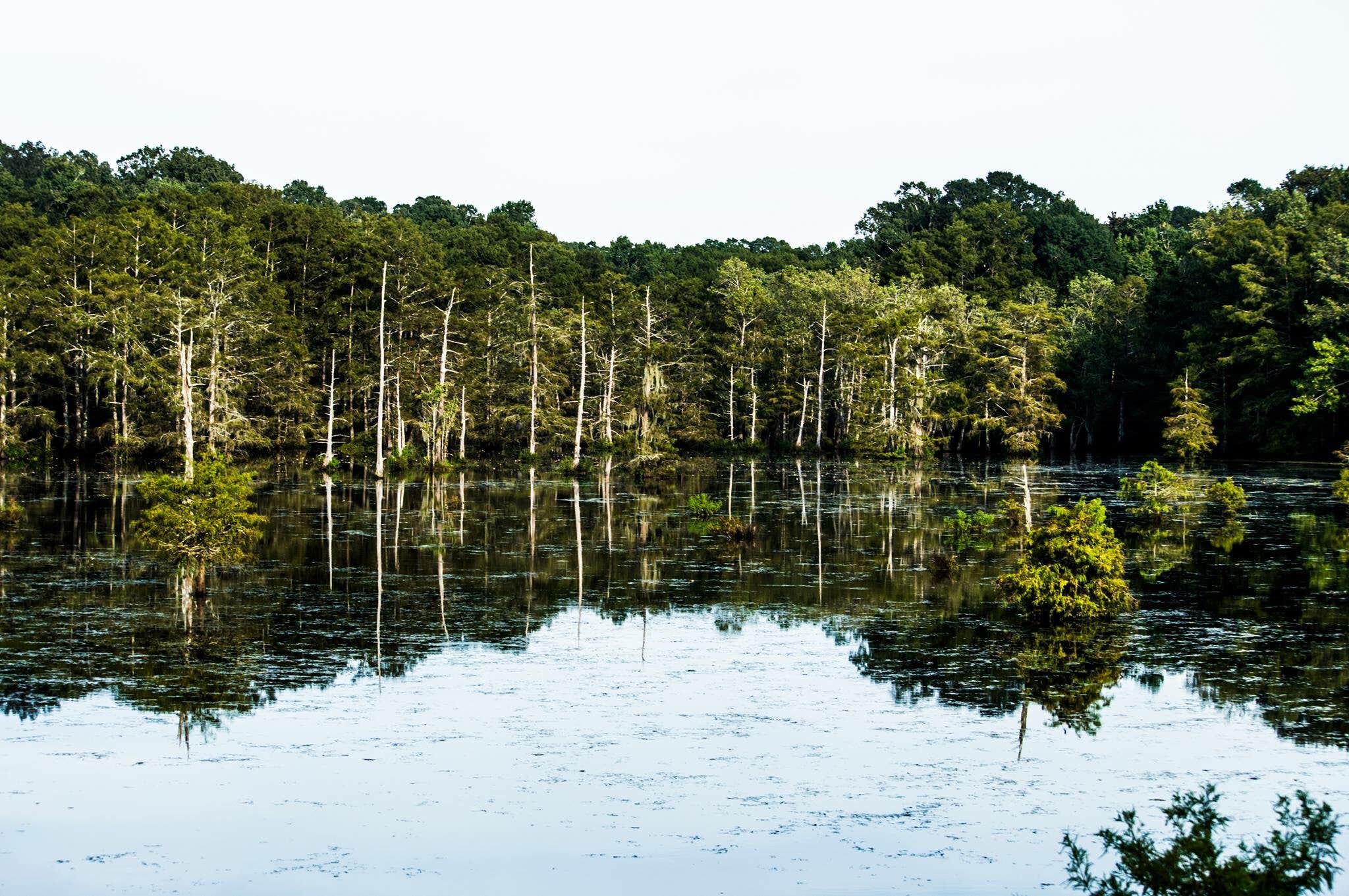 Camper submitted image from North Campground — Chicot State Park - 2