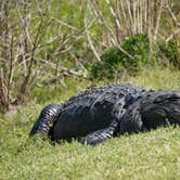 Review photo of Paynes Prairie Preserve State Park Campground by Jenn B., July 19, 2021