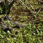 Review photo of Paynes Prairie Preserve State Park Campground by Jenn B., July 19, 2021