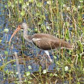 Review photo of Paynes Prairie Preserve State Park Campground by Jenn B., July 19, 2021