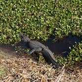 Review photo of Paynes Prairie Preserve State Park Campground by Jenn B., July 19, 2021