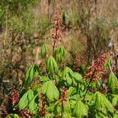 Review photo of Paynes Prairie Preserve State Park Campground by Jenn B., July 19, 2021