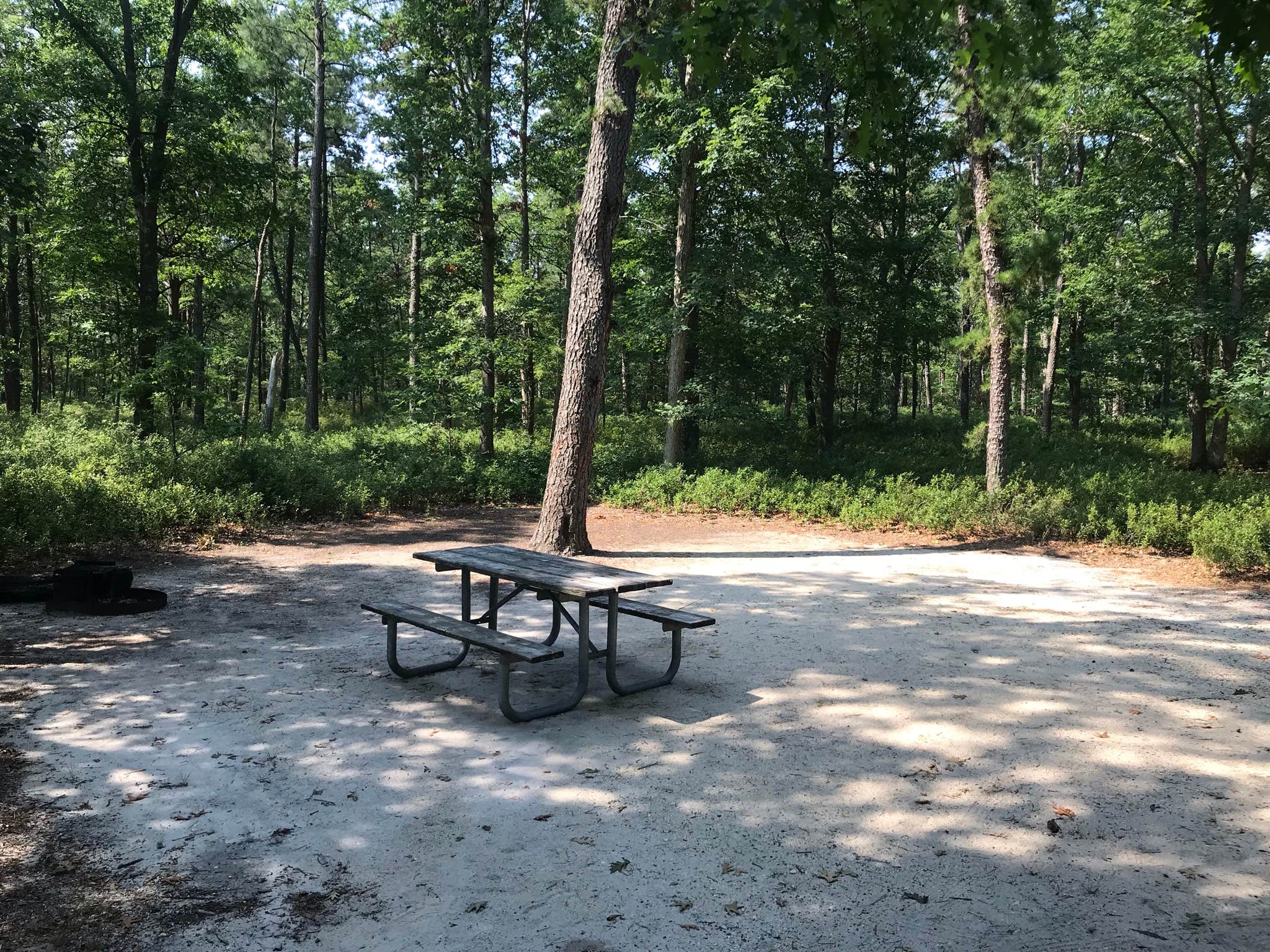 Bass River State Forest The Dyrt