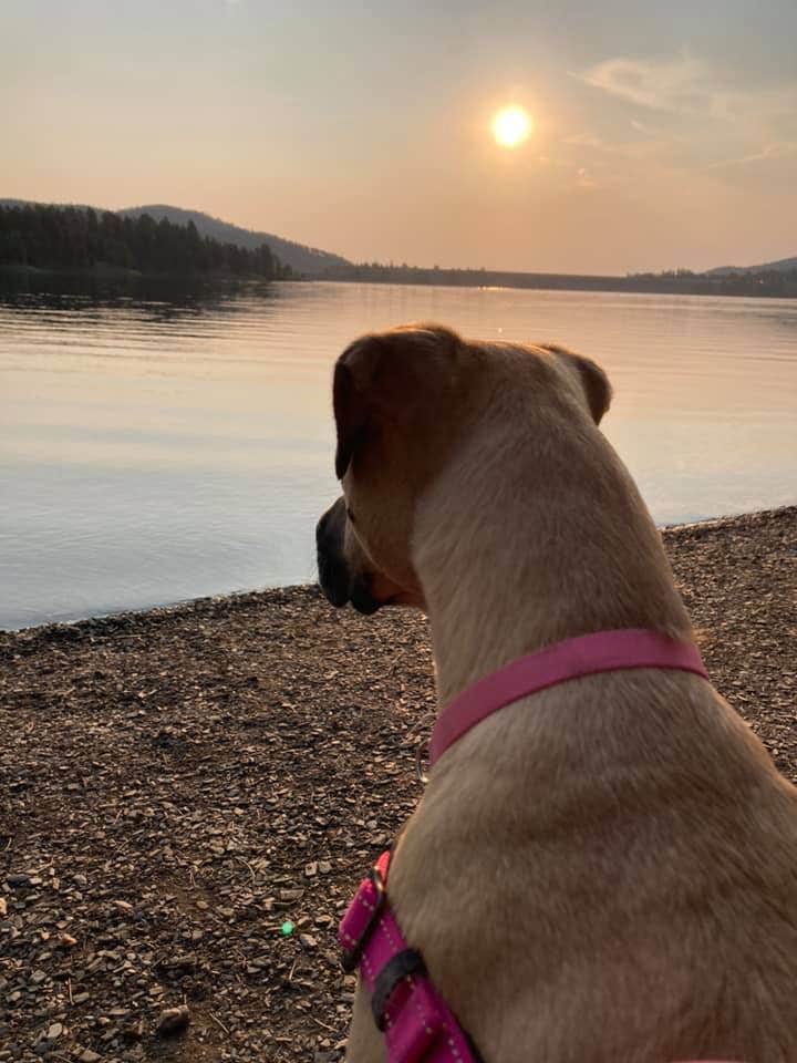 Paige's photo of camping with pets at Pactola Reservoir Campground near Rapid City, SD
