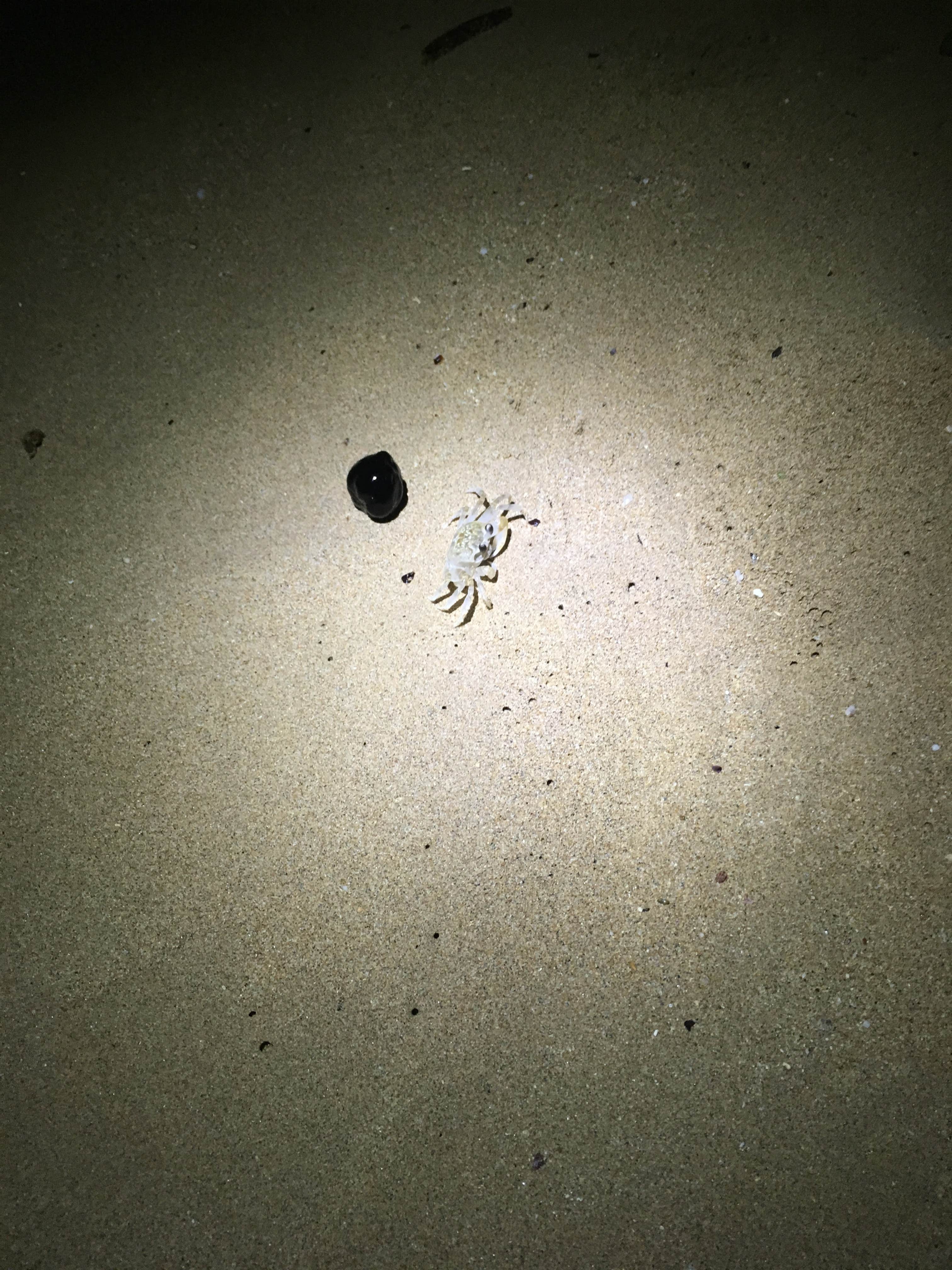 Camper-submitted photo at Lydgate State Park Campground near Kapa‘a, HI