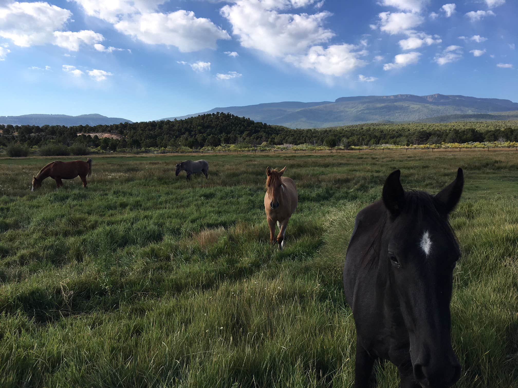 Camper submitted image from Road to the Sun Ranch - 4