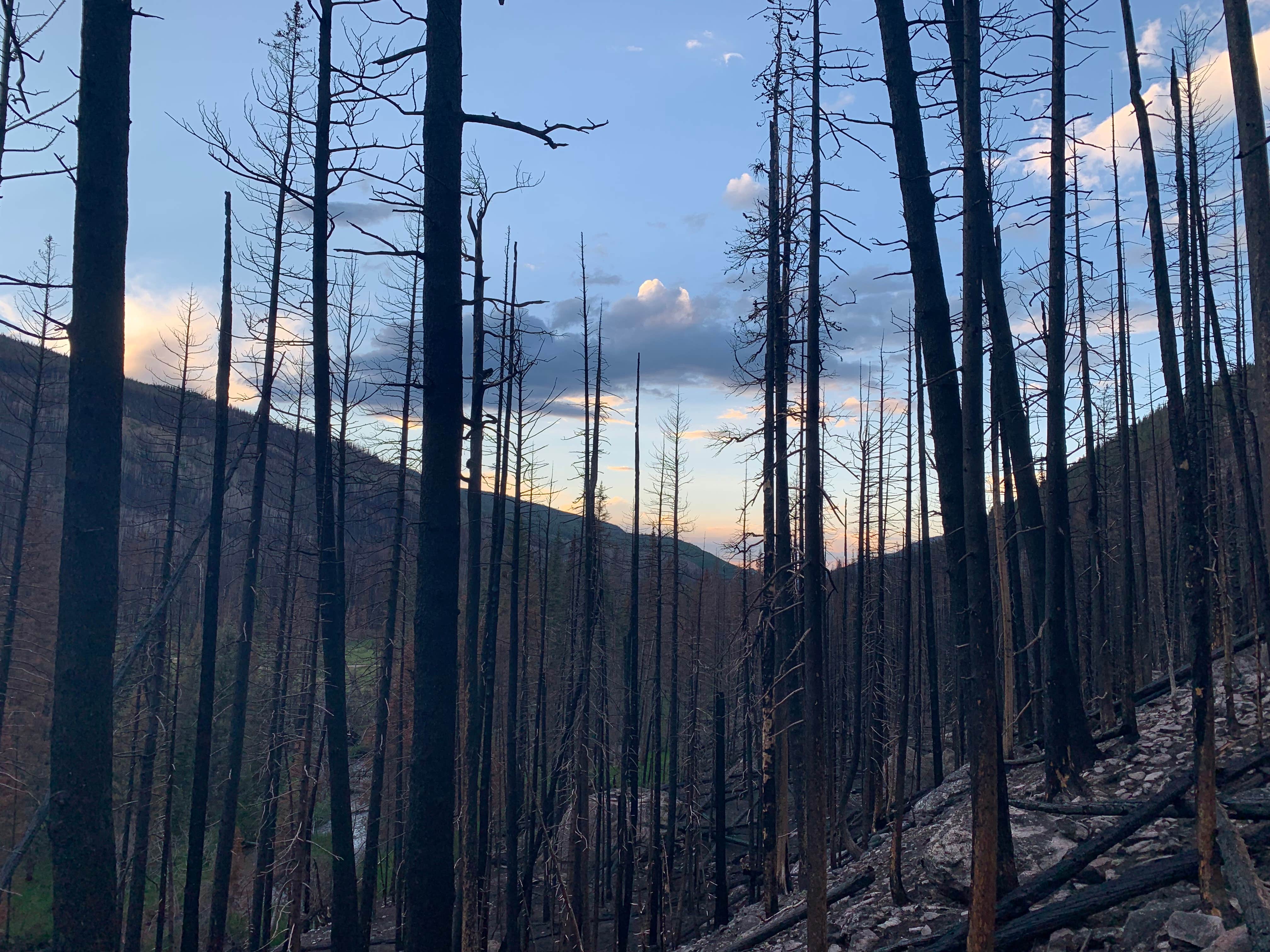 Camper submitted image from Laramie River Road Dispersed - 4