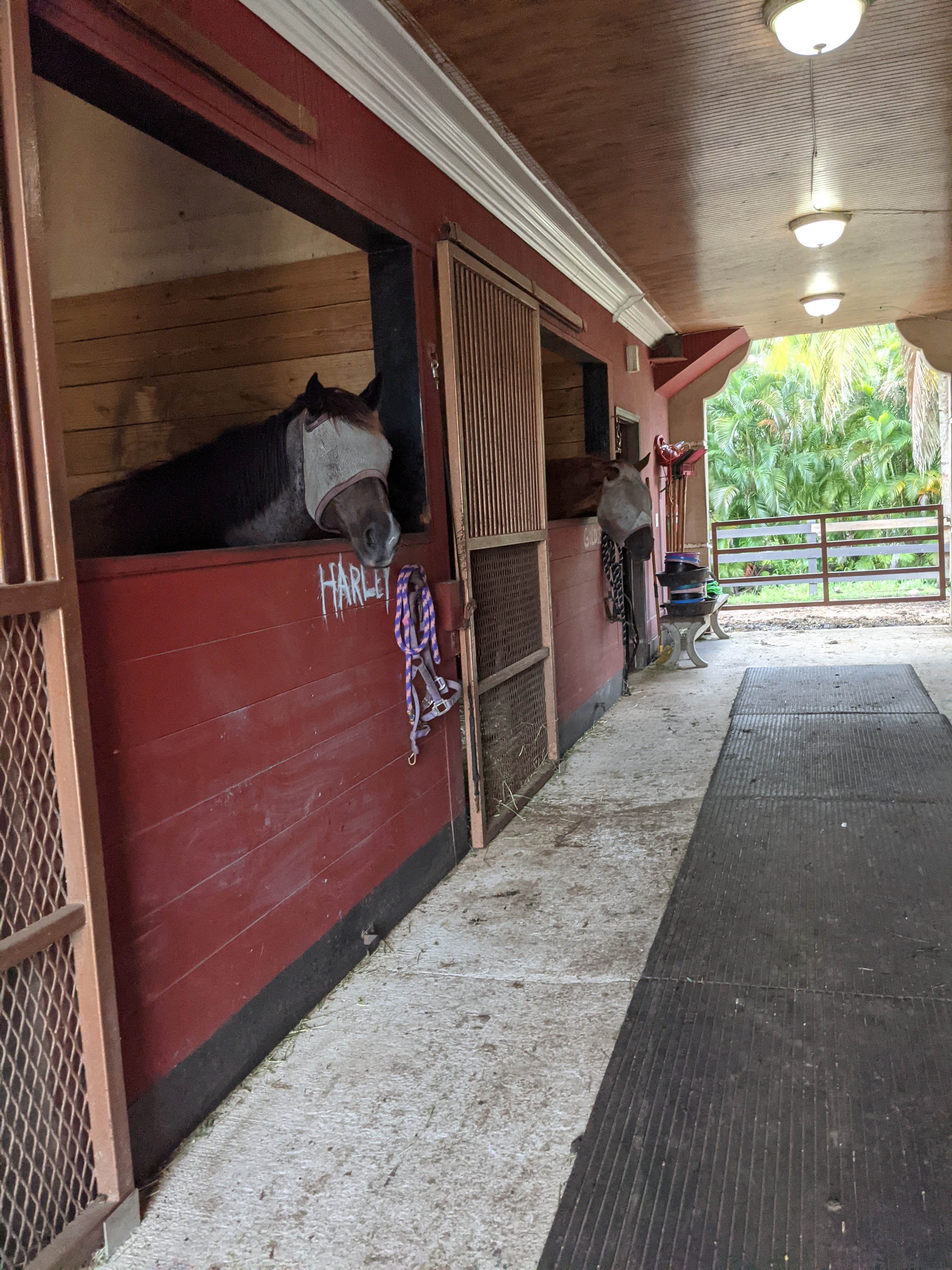Camper submitted image from Davie / Fort Lauderdale KOA - 5