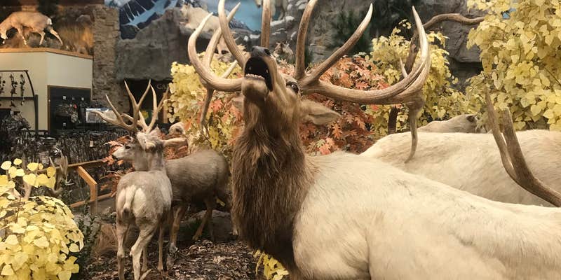 Camper submitted image from Cabela's RV Park & Campground