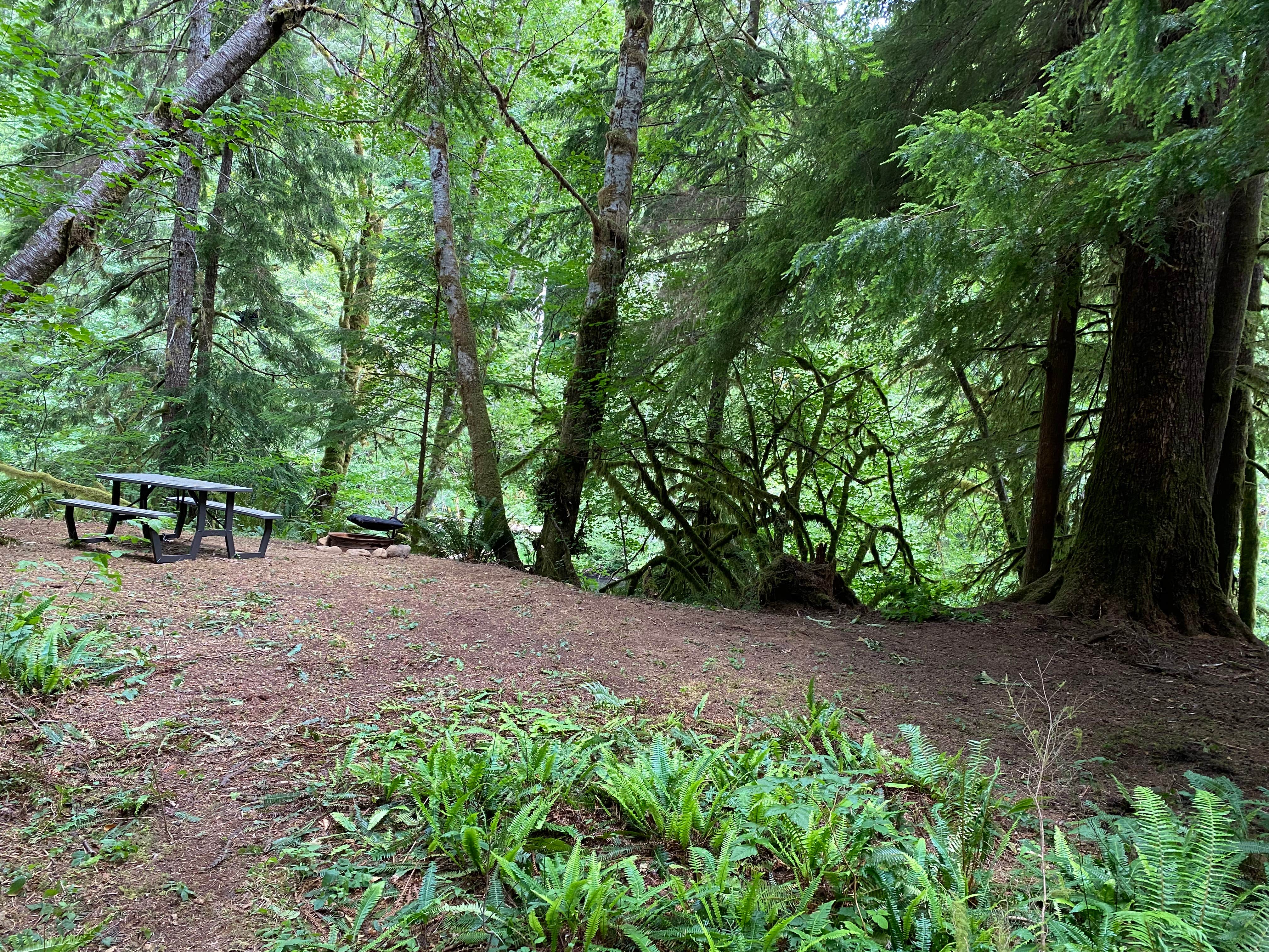 Camper-submitted photo at Dawleys Sol Duc River Campground near Forks, WA