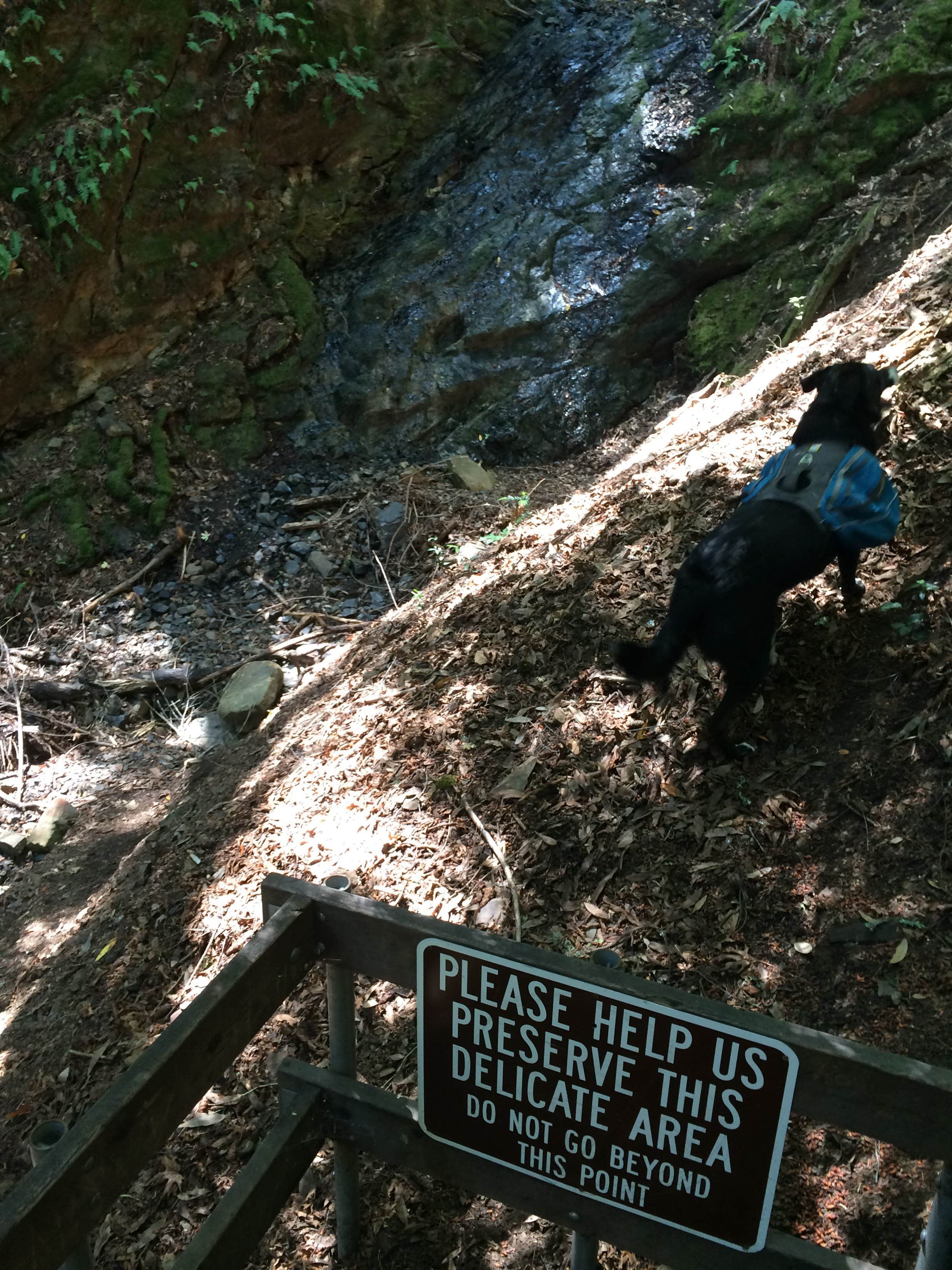 Camper submitted image from Uvas Canyon County Park - 2