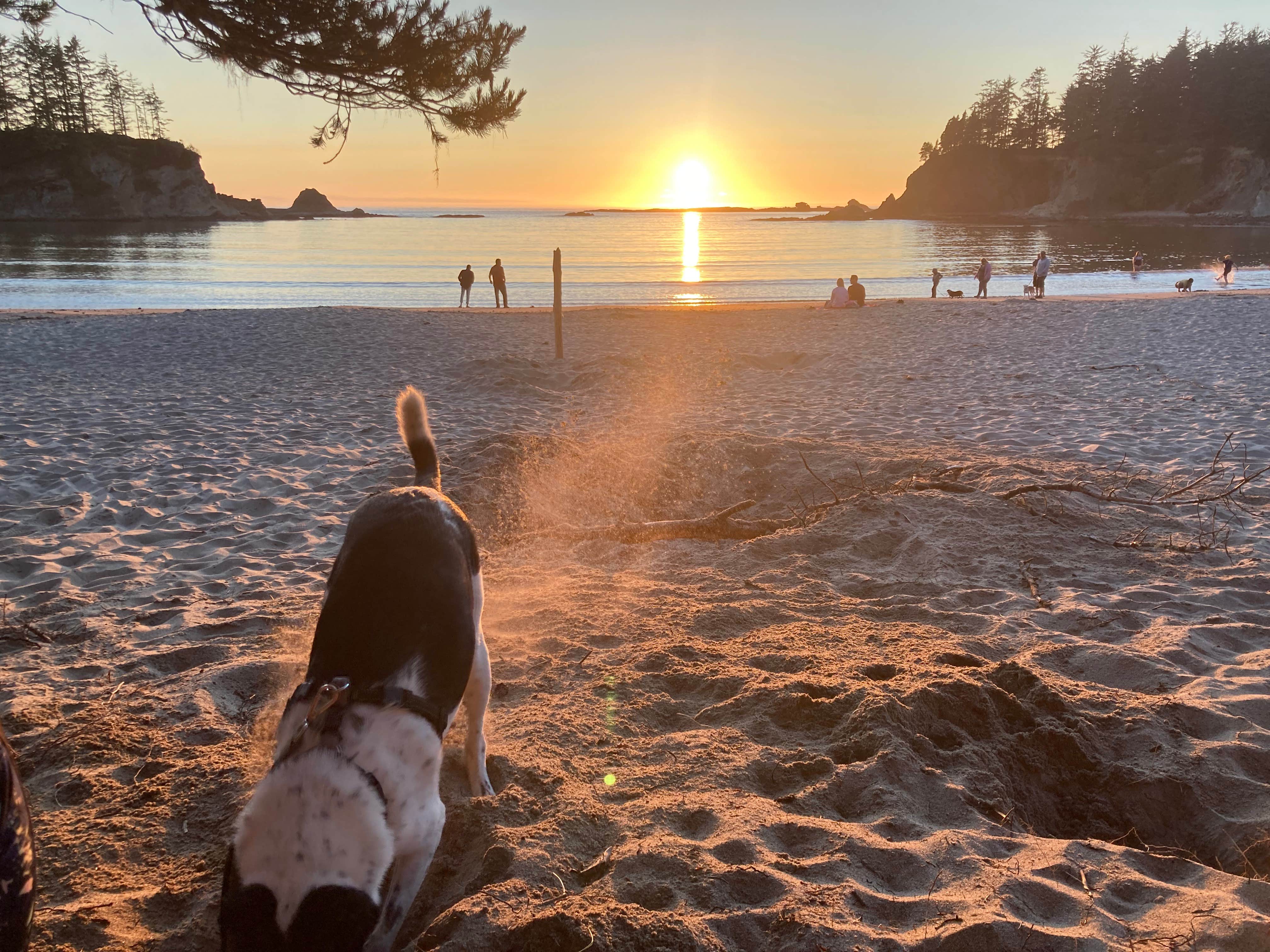 Michael's photo of camping with pets at Sunset Bay State Park Campground near Siuslaw National Forest