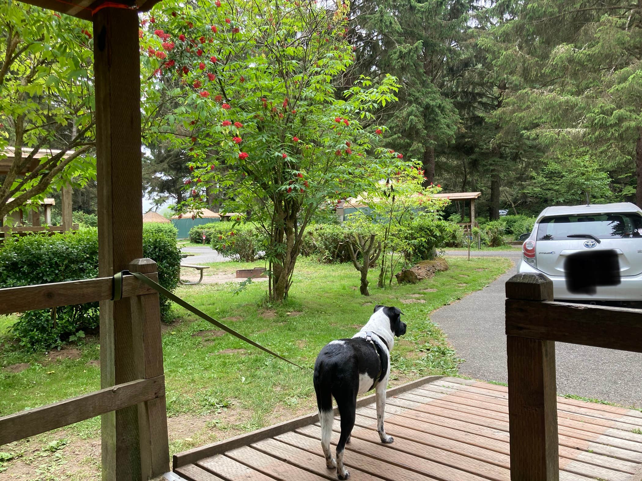 Michael's photo of camping with pets at Sunset Bay State Park Campground near Coos Bay, OR