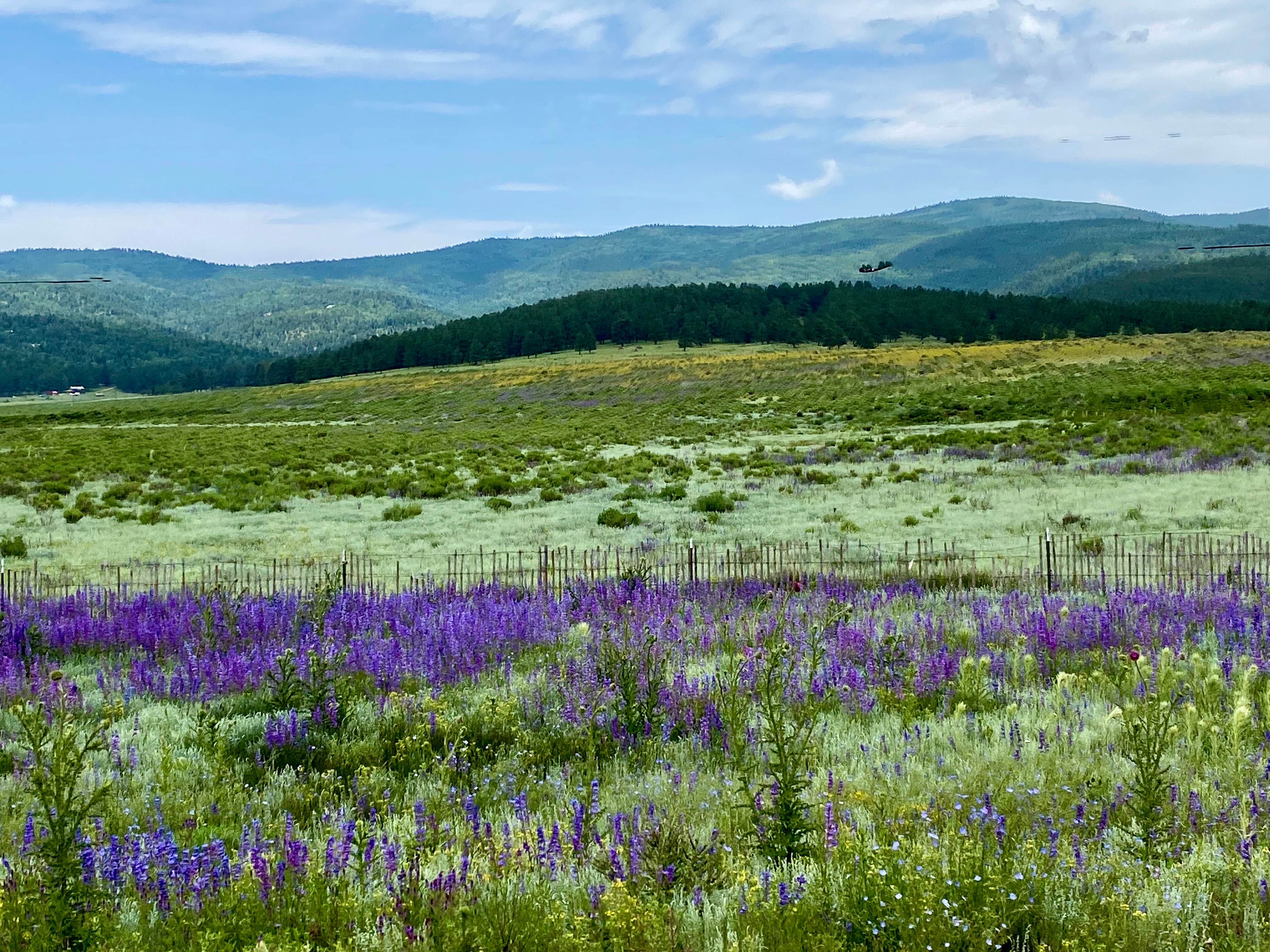 Camper submitted image from Ponderosa Group Campground — Bandelier National Monument - 2
