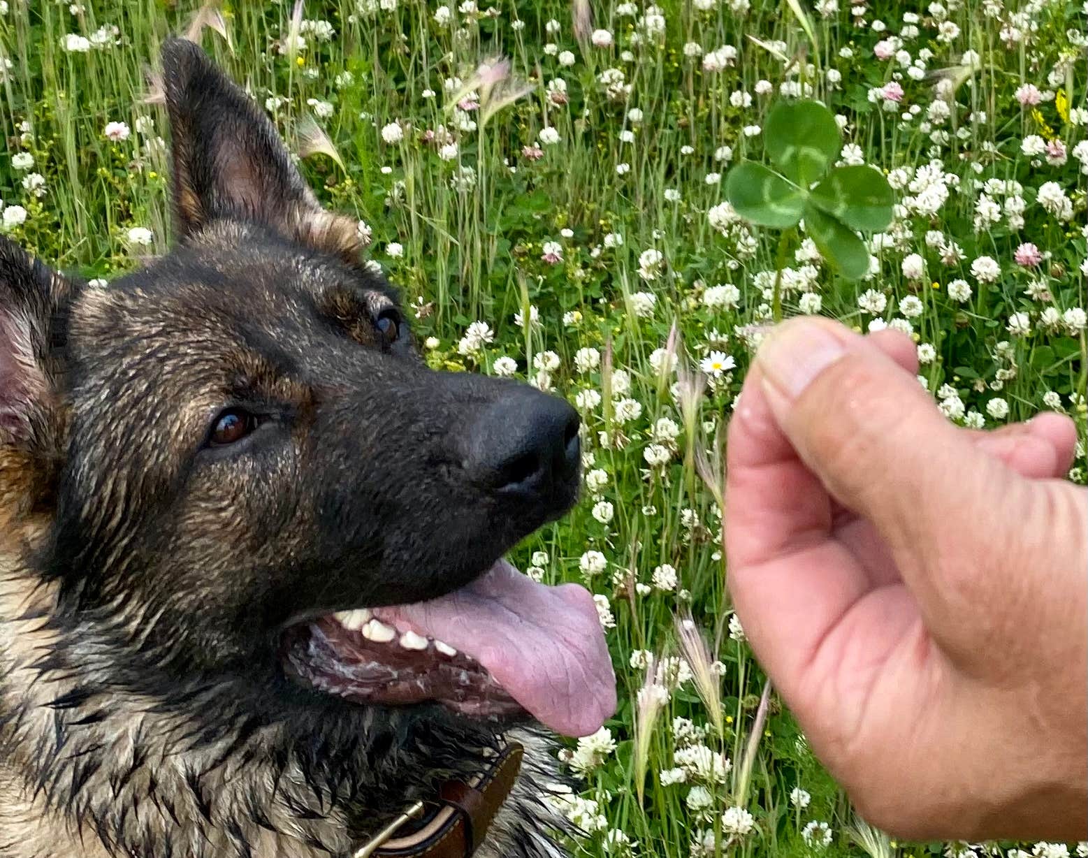 gail A.'s photo of camping with pets at Ponderosa Group Campground — Bandelier National Monument near Jemez Springs, NM