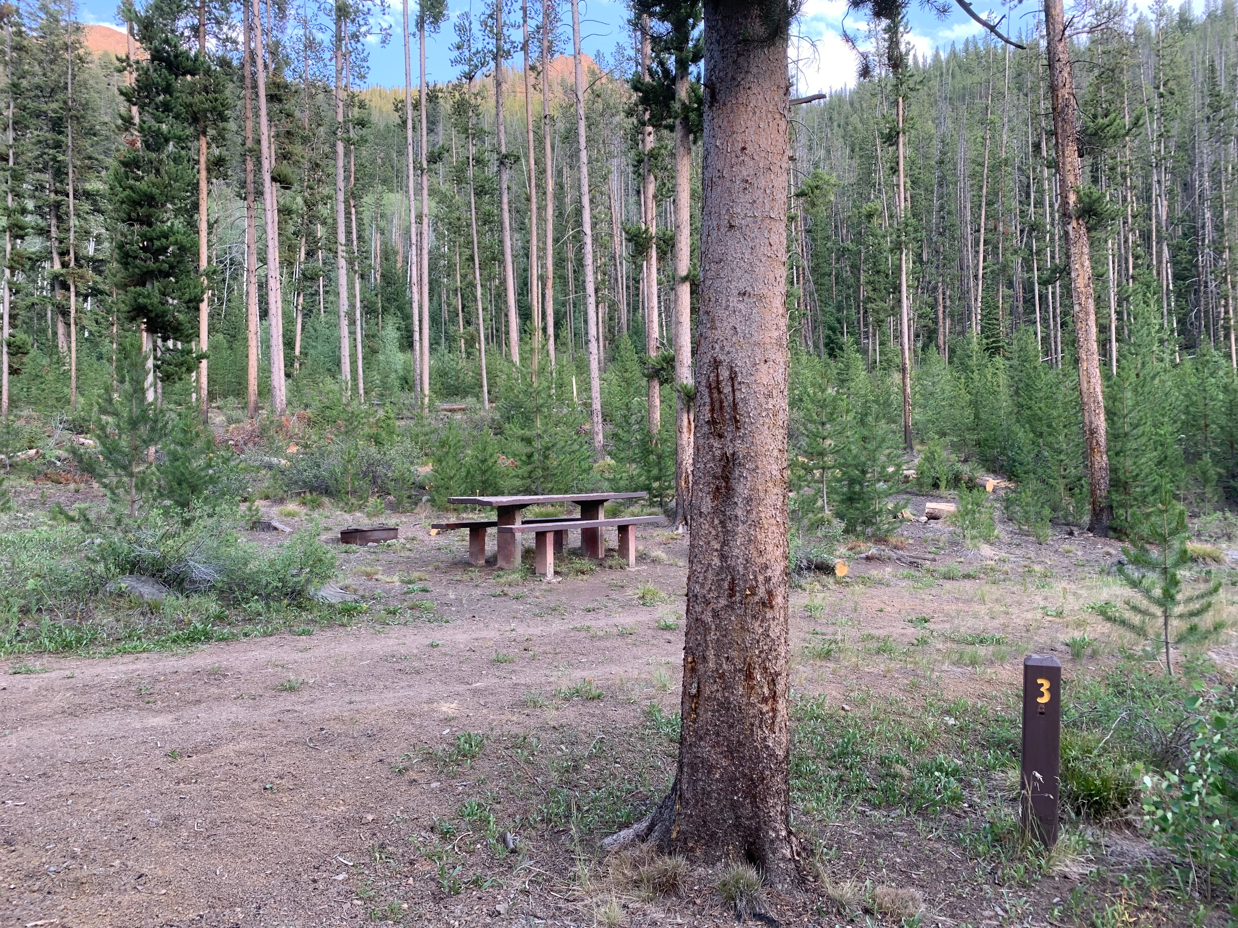 Camper submitted image from Custer #1 Campground - 1