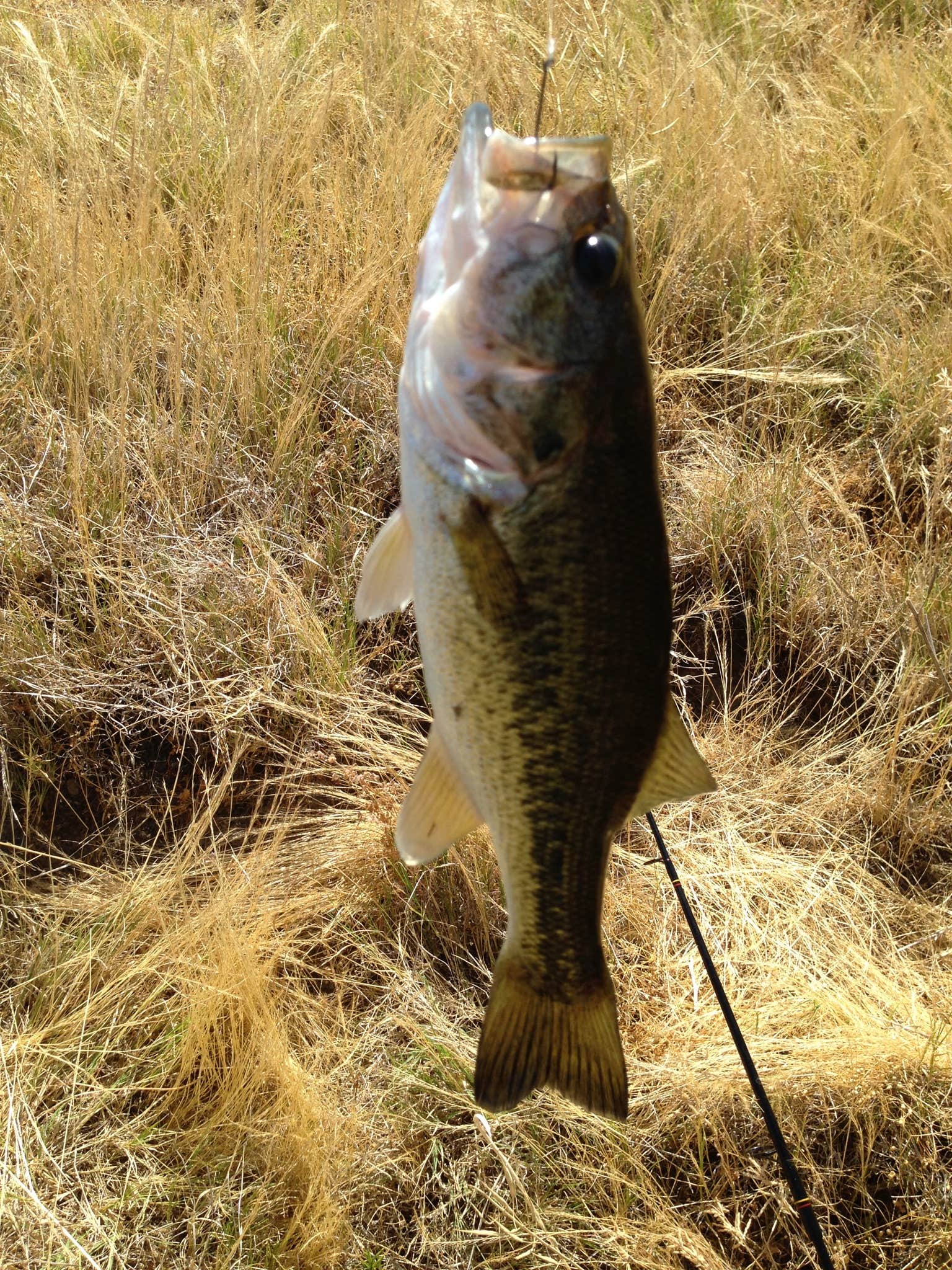 Camper-submitted photo at Horse Creek near Kaweah Lake