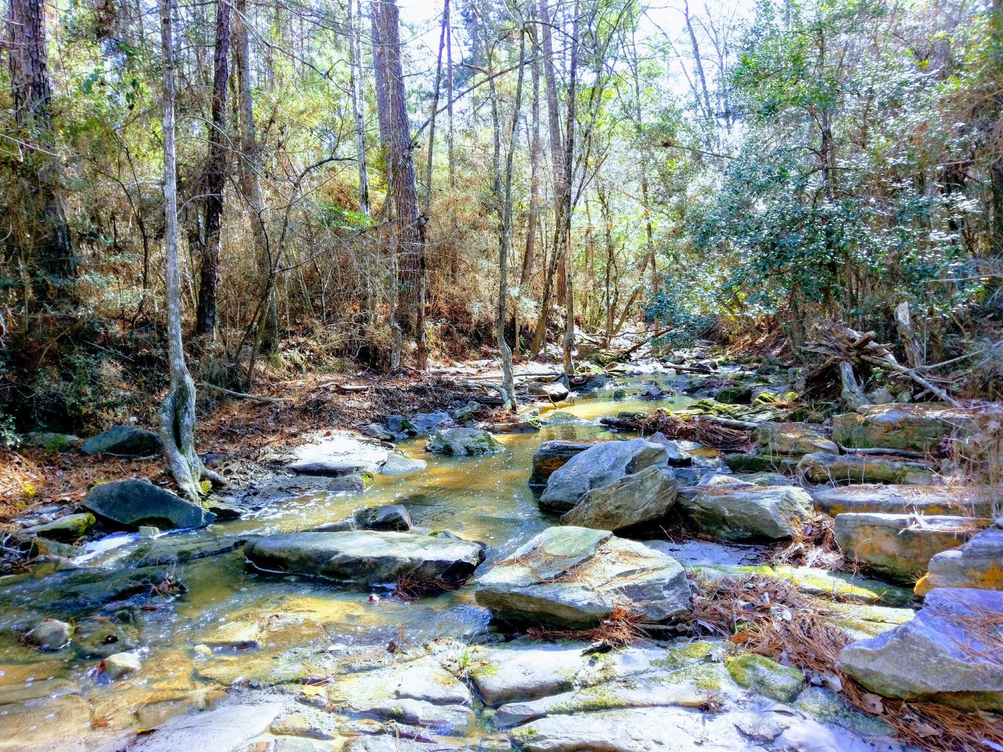 Camper submitted image from Kisatchie Bayou NF Campground - 2