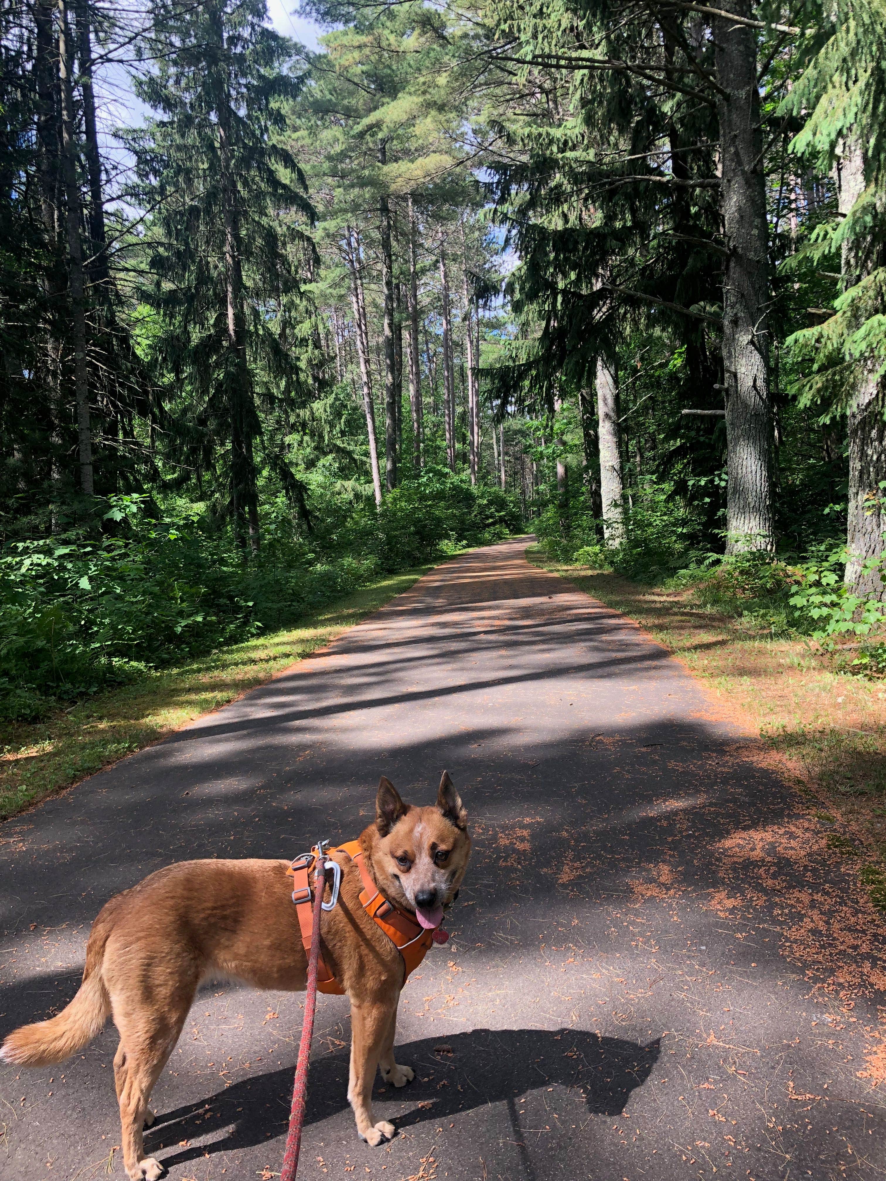 Art S.'s photo of camping with pets at North Trout Lake Campground — Northern Highland State Forest near Watersmeet, MI