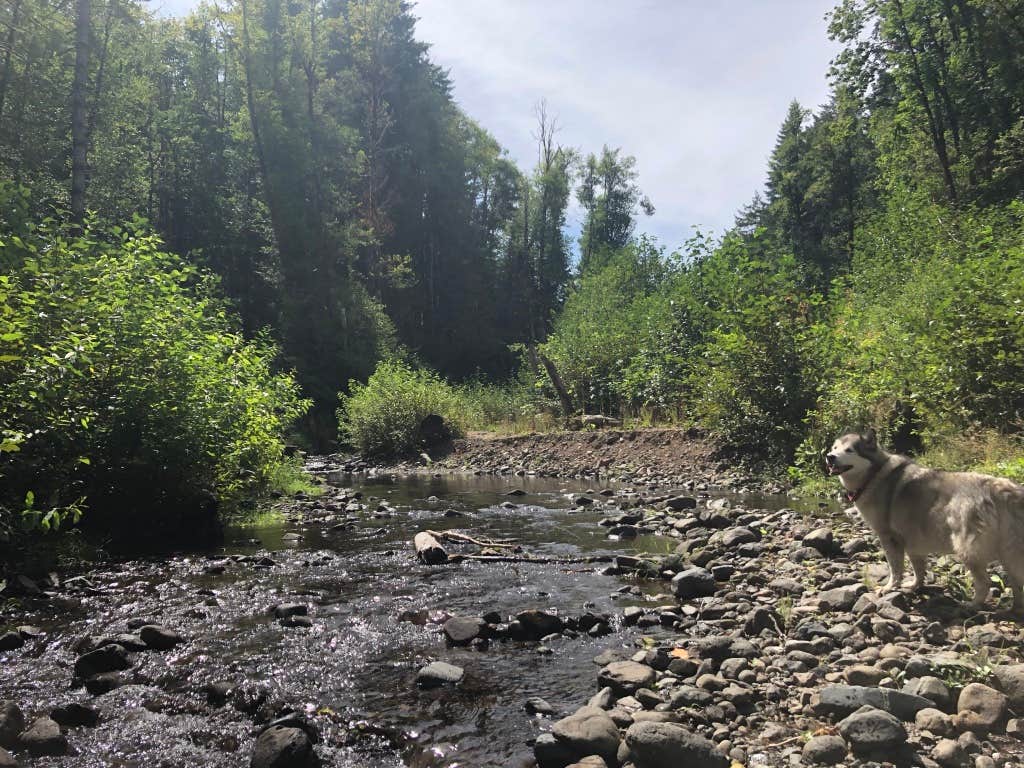 Kathy B.'s photo of camping with pets at Gales Creek Campground near Vernonia, OR