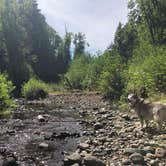 Review photo of Gales Creek Campground by Kathy B., July 20, 2021