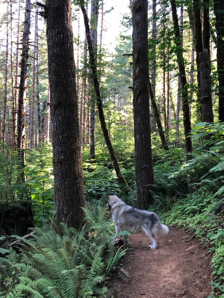 Kathy B.'s photo of camping with pets at Gales Creek Campground near Dundee, OR