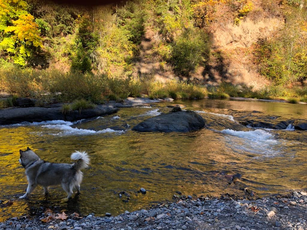 Kathy B.'s photo of camping with pets at River Bend County Park near Mehama, OR