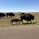 Review photo of Caprock Canyons State Park -  Honey Flat by Tori M., June 15, 2018