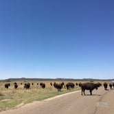 Review photo of Honey Flat Camping Area — Caprock Canyons State Park by Tori M., June 15, 2018