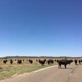 Review photo of Caprock Canyons State Park -  Honey Flat by Tori M., June 15, 2018