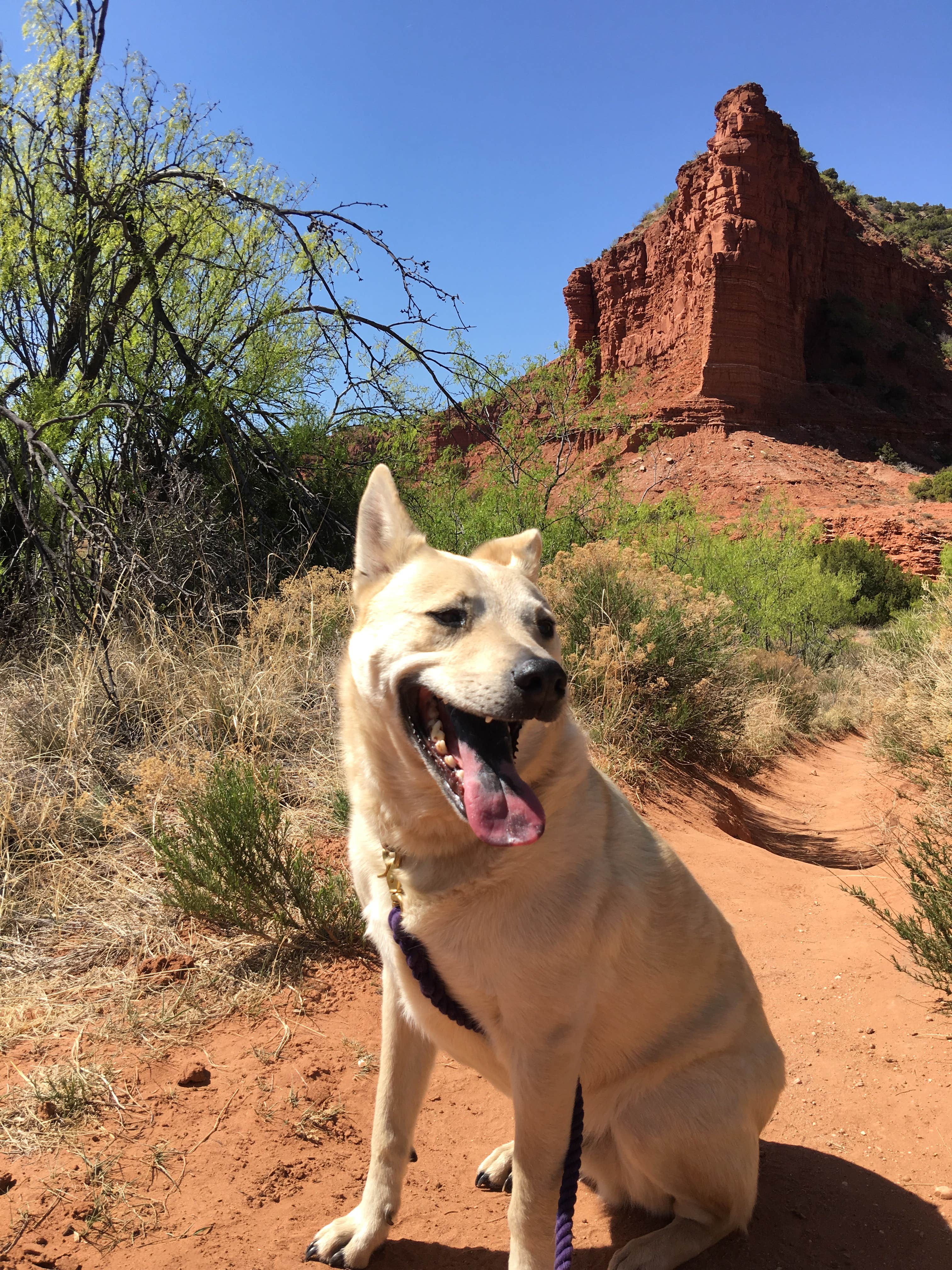 Tori M.'s photo of camping with pets at Honey Flat Camping Area — Caprock Canyons State Park near Childress, TX