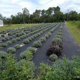 Review photo of Southern Grace Lavender Farm by Neil B., July 20, 2021