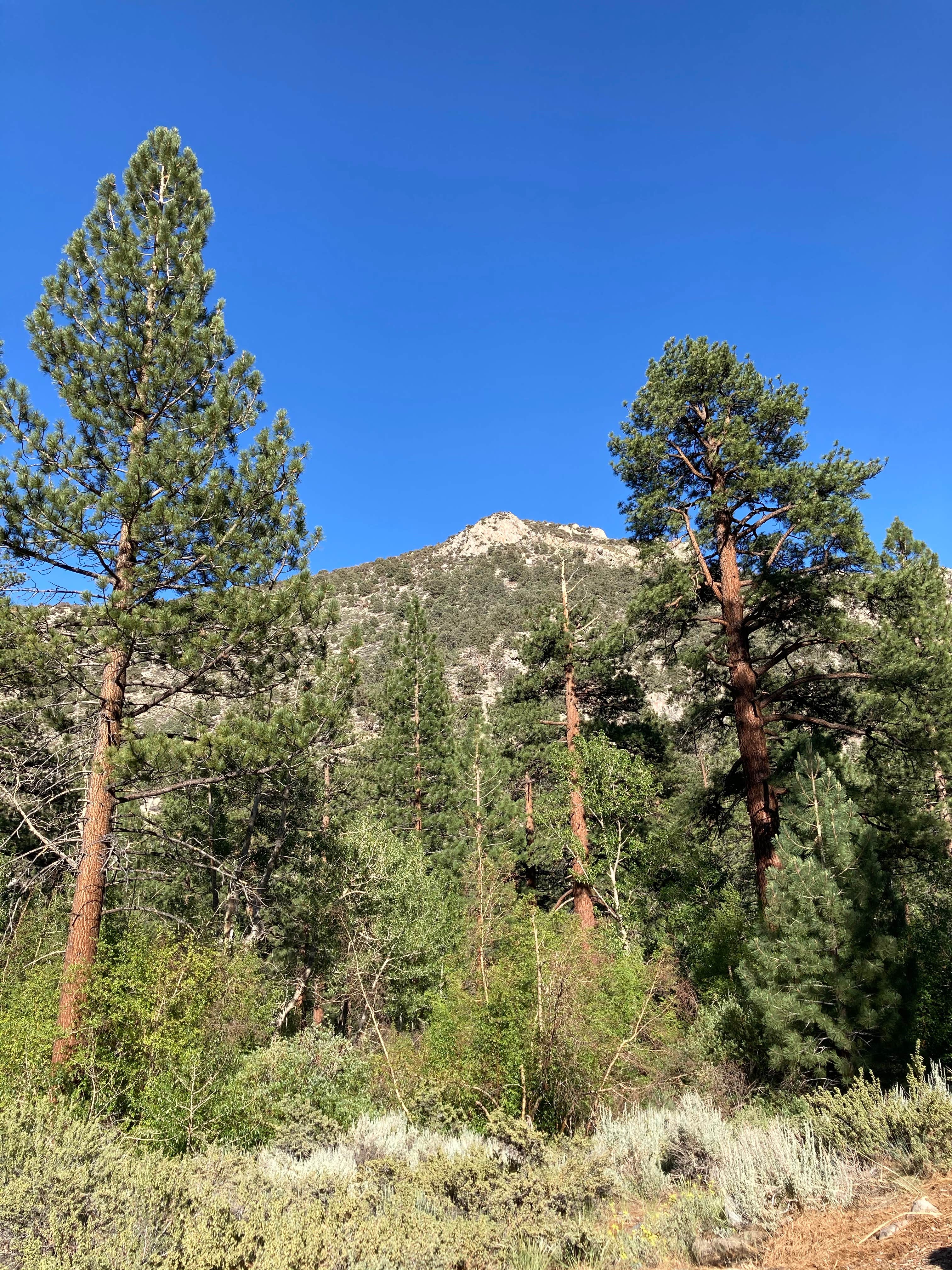 Big Trees Campground