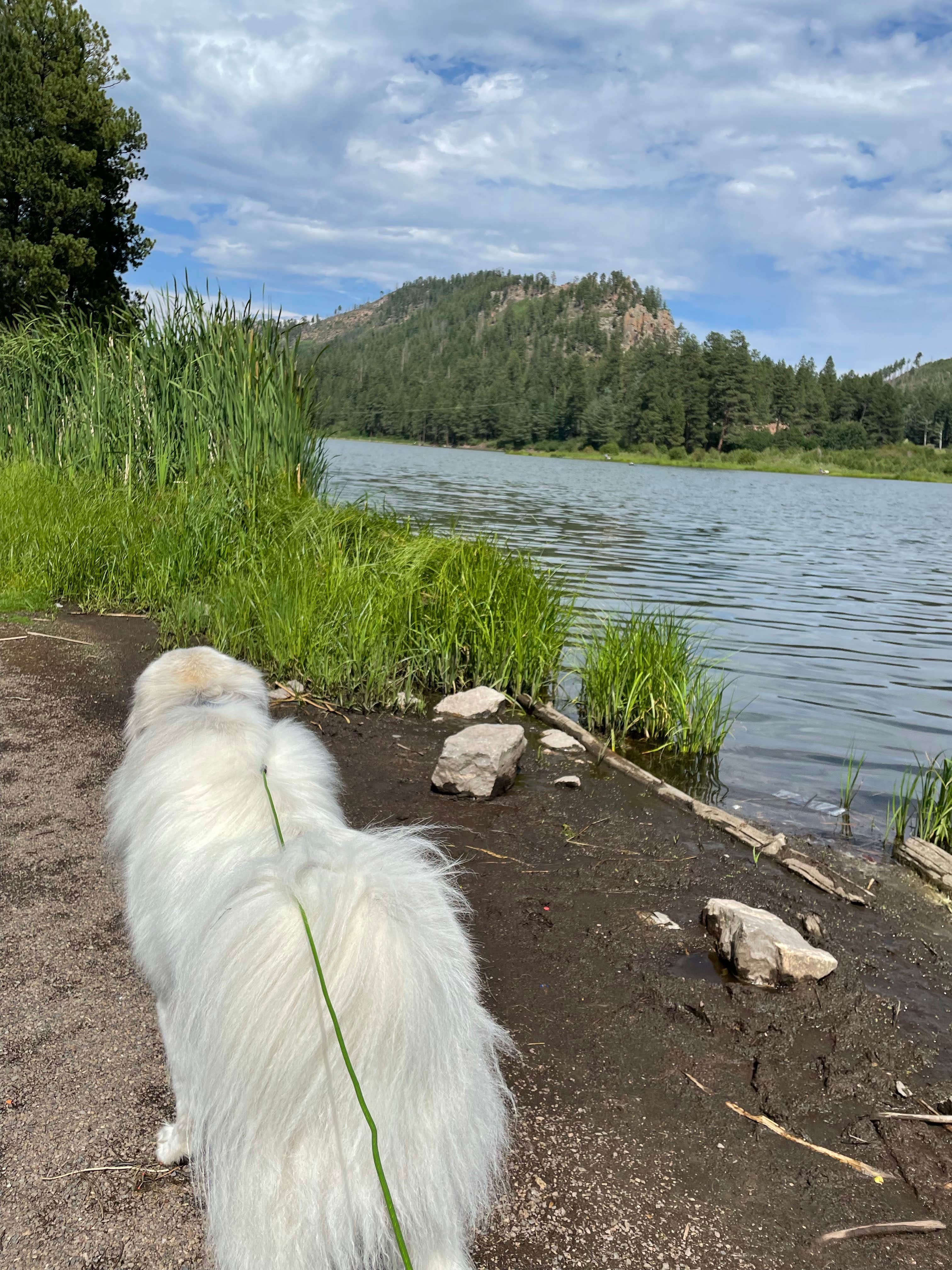 Katriza L.'s photo of camping with pets at Fenton Lake State Park Campground near Jemez Springs, NM