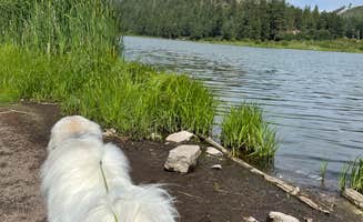 Katriza L.'s photo of camping with pets at Fenton Lake State Park Campground near Gallina, NM